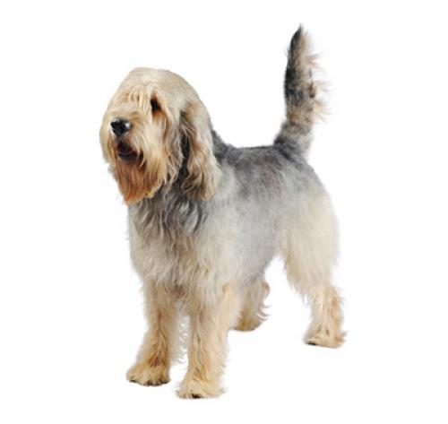 Chien à loutre (Otterhound)