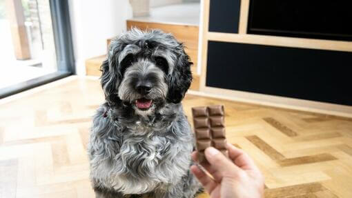 propriétaire tenant une barre de chocolat devant son chien