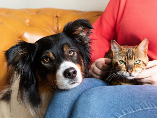 Hond en kat op schoot van de eigenaar