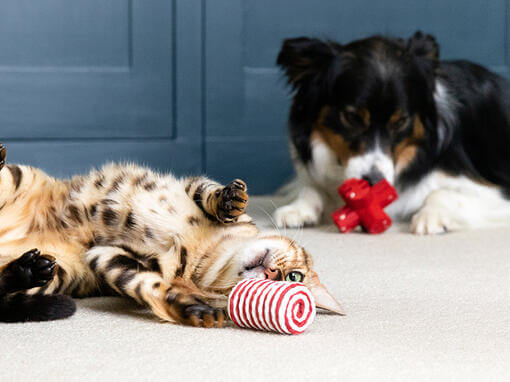 Hund und Katze spielen gemeinsam