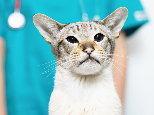 Katze beim Tierarzt