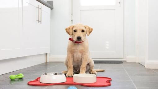 Gelber Labradorwelpe mit Futternäpfen