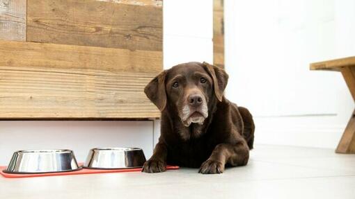 Senior Chocolate Labrador, der neben dem Stehen auf Futternäpfen liegt