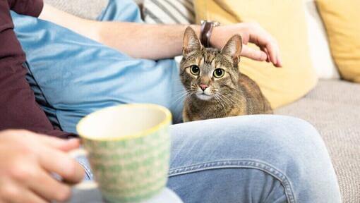 Dunkel gestreifte Katze, die vom Besitzer gestreichelt wird