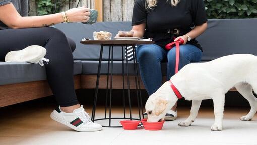 Chiot labrador buvant de l’eau sous une table d’appoint