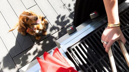 Chiot regardant son propriétaire cuisiner au barbecue