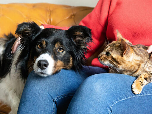 Hund und Katze auf dem Schoss des Besitzers