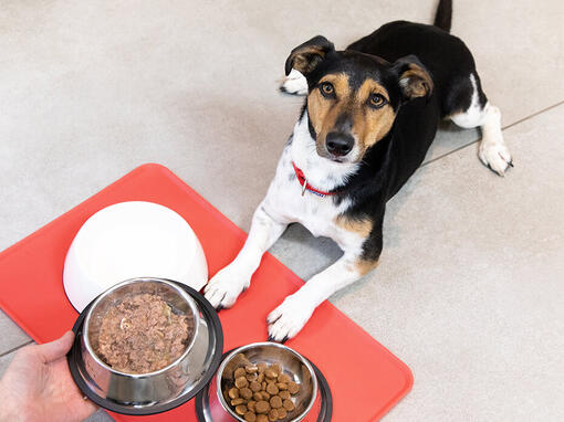 Hund saß vor Futternäpfen