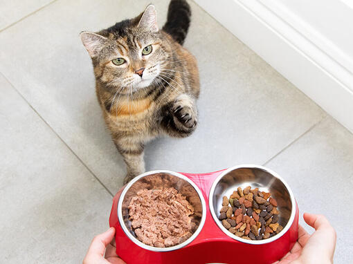 Chat à bols de nourriture