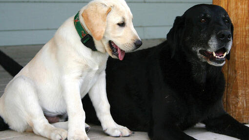 Ein goldener Labradorwelpe und ein älterer schwarzer Labrador liegen nebeneinander