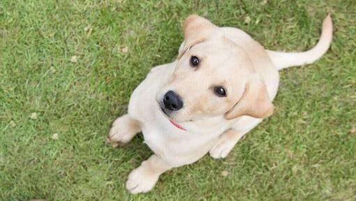 Goldfarbener Labradorwelpe, der im Gras sitzt