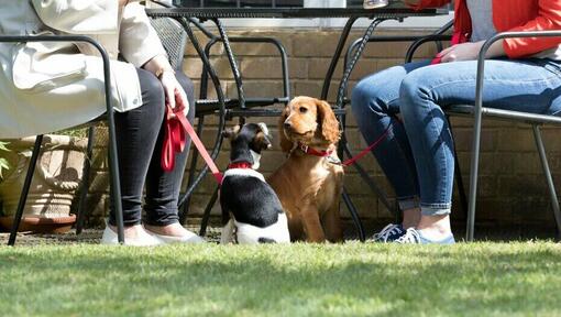 Deux chiens assis à côté de leurs propriétaires en train de boire un verre