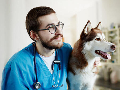 Vétérinaire avec un husky