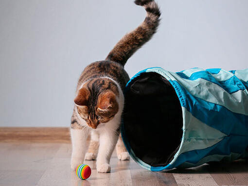 Katze spielt mit einem Ball und einem Tunnel