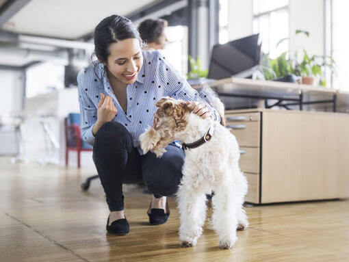 Femme caressant le chien au bureau