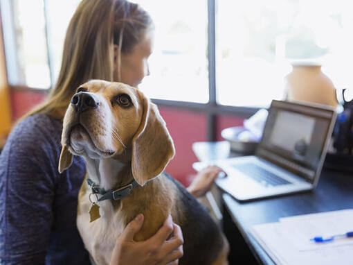Femme travaillant sur un ordinateur portable avec un Beagle