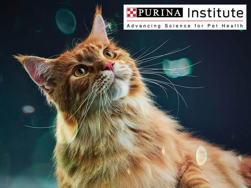 Purina Institute and innovation