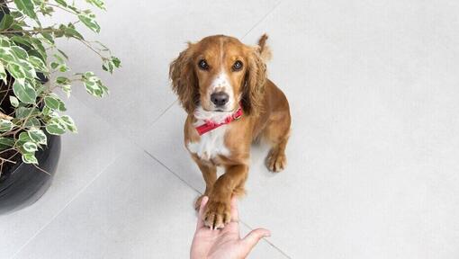 Brauner Spaniel mit rotem Halsband legt Pfote auf Hand des Besitzers