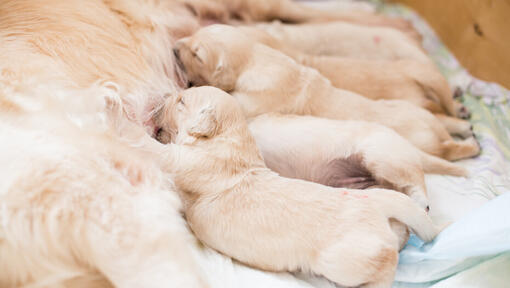 Goldfarbene Labradorwelpen säugen