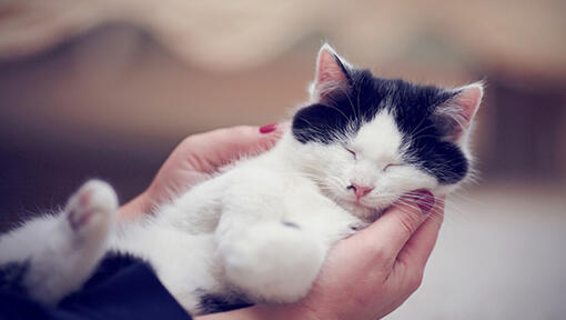 Schwarz-weisse Katze, die in den Händen des Besitzers schläft