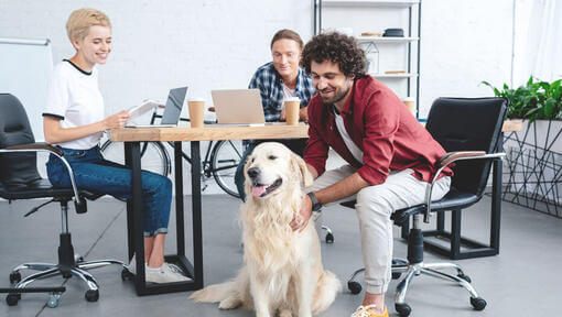 Des employés de bureau câlinent le Golden Retriever