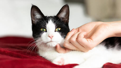 Chat noir et blanc caressé