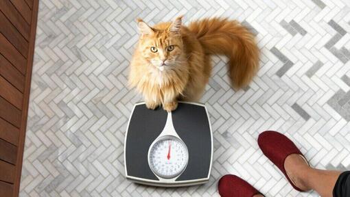 Chat roux avec les pattes avant sur une balance