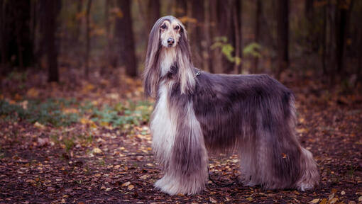 Afghanischer Windhund, der im Wald steht