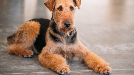 Airedale Terrier couché sur le sol