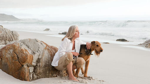 Airedale Terrier sur la plage avec quelqu’un