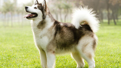 Malamute de l'Alaska regardant vers le haut