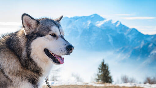 Alaskan Malamute mit Alaska Range im Hintergrund