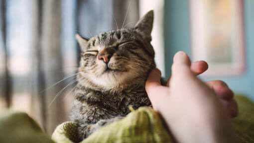 Katze wird mit einem Finger an der Wange gestreichelt