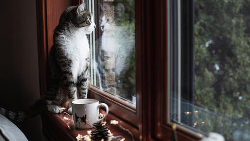 Katze sitzt auf einer Fensterbank und schaut nach draussen