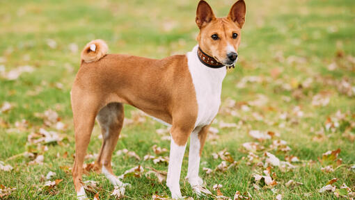 Brauner Basenji steht im Gras