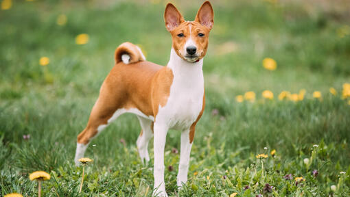 Brauner Basenji steht im Gras