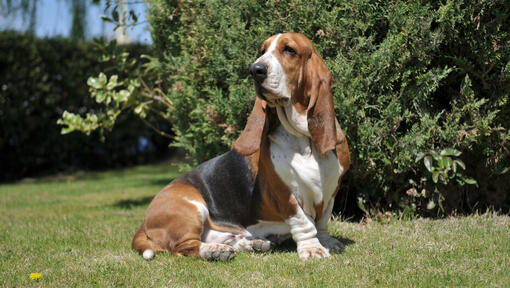 Basset tricolore assis sur l'herbe