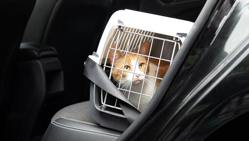 Chat dans une caisse de transport dans une voiture