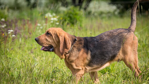 Bloodhound