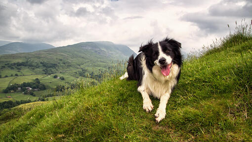 Border collie