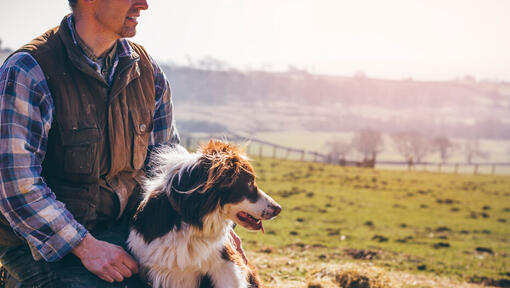 Border collie