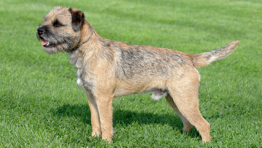 Border Terrier se tenant droit sur la pelouse