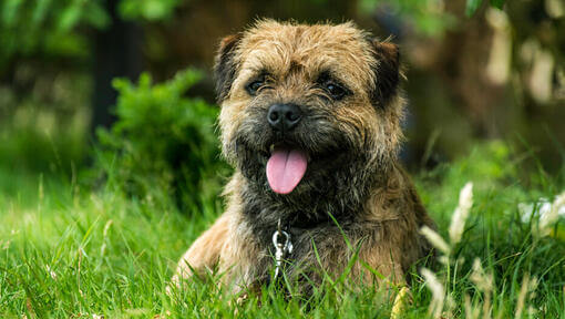 Chiot Border Terrier couché dans l'herbe