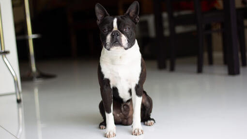 Boston Terrier in der Mitte eines Raumes