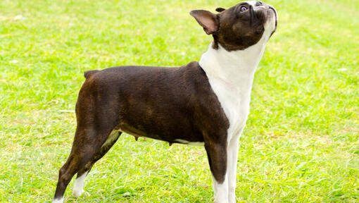 Boston Terrier regardant vers le haut