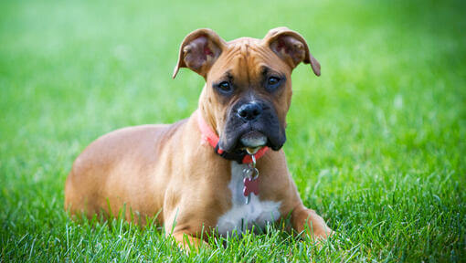 Junger Boxer liegt im Gras