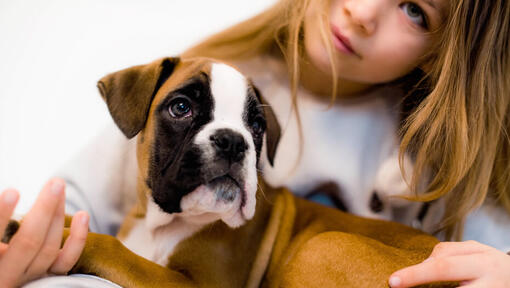 Junges Mädchen, das einen Boxerwelpen hält