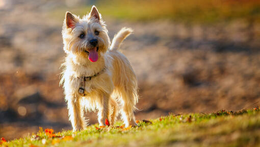 Cairn Terrier steht auf einem Hügel