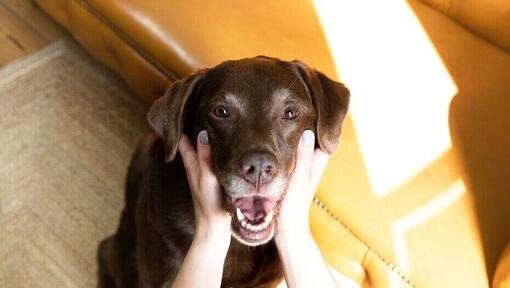 Labrador chocolat avec sa propriétaire tenant sa bouche ouverte