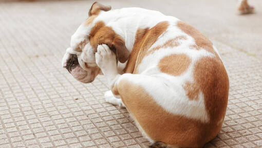 Bulldogge kratzt sich am Kopf